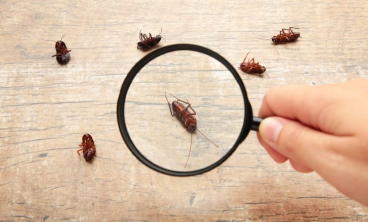 Equipe Desentupitec aplicando dedetização em residência
