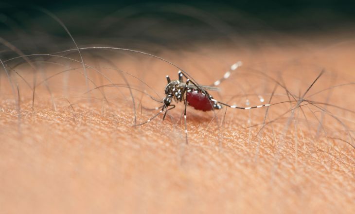 Aplicação de produto contra mosquito da dengue em ambiente externo